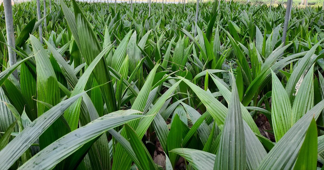 field
