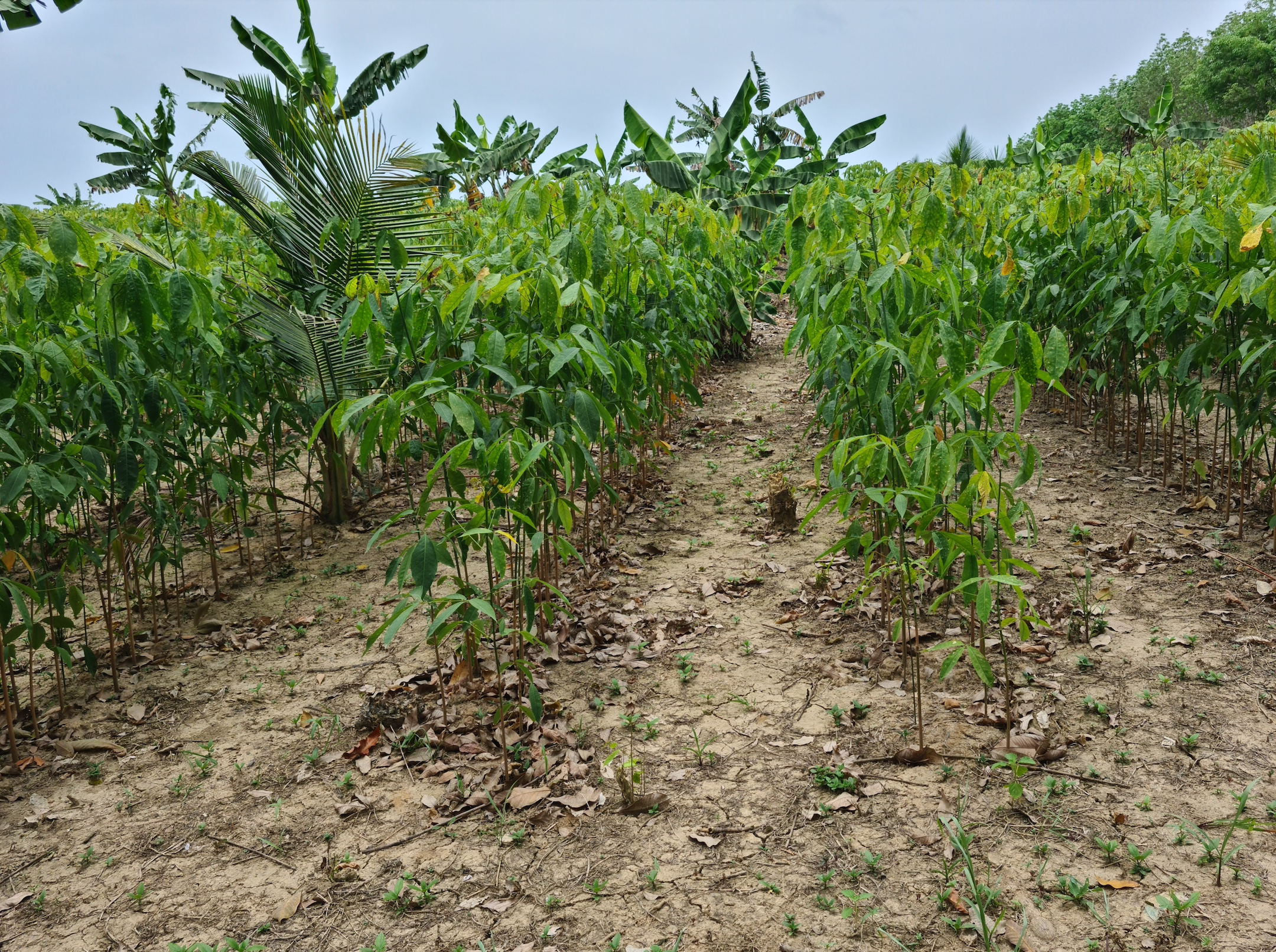 field