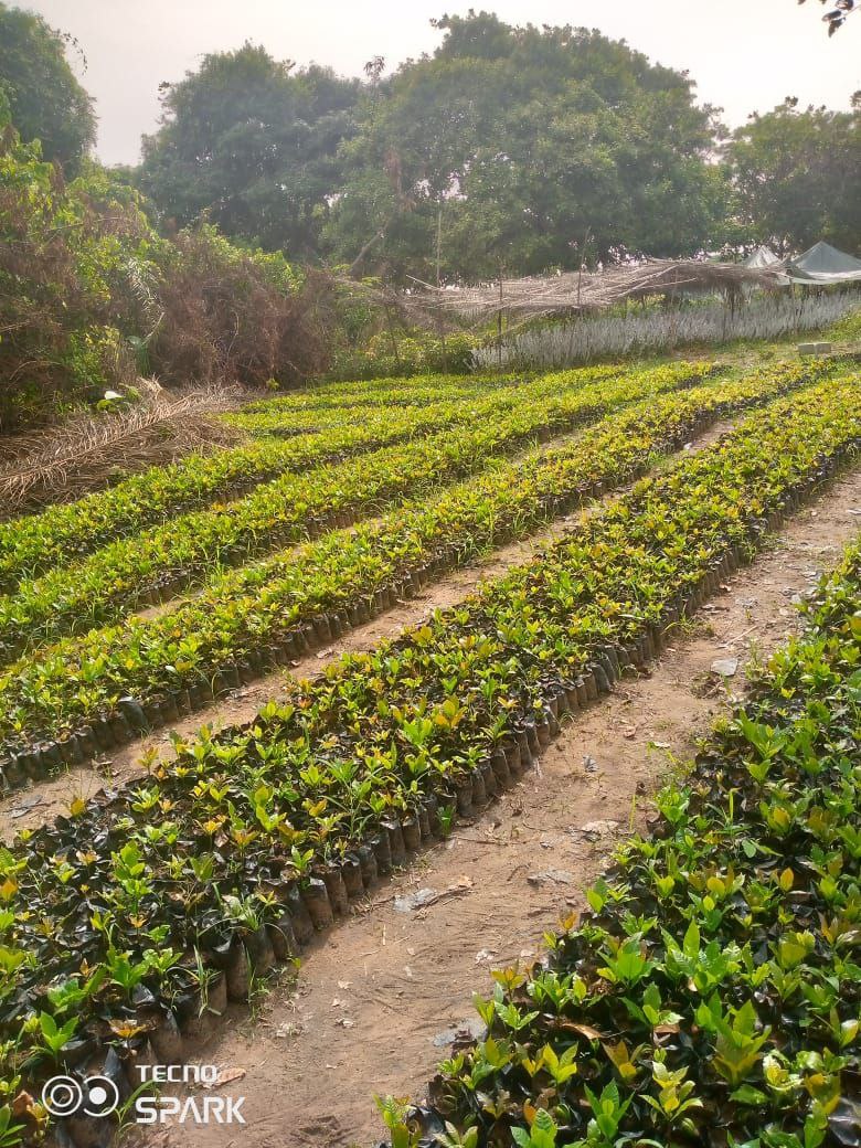 farm